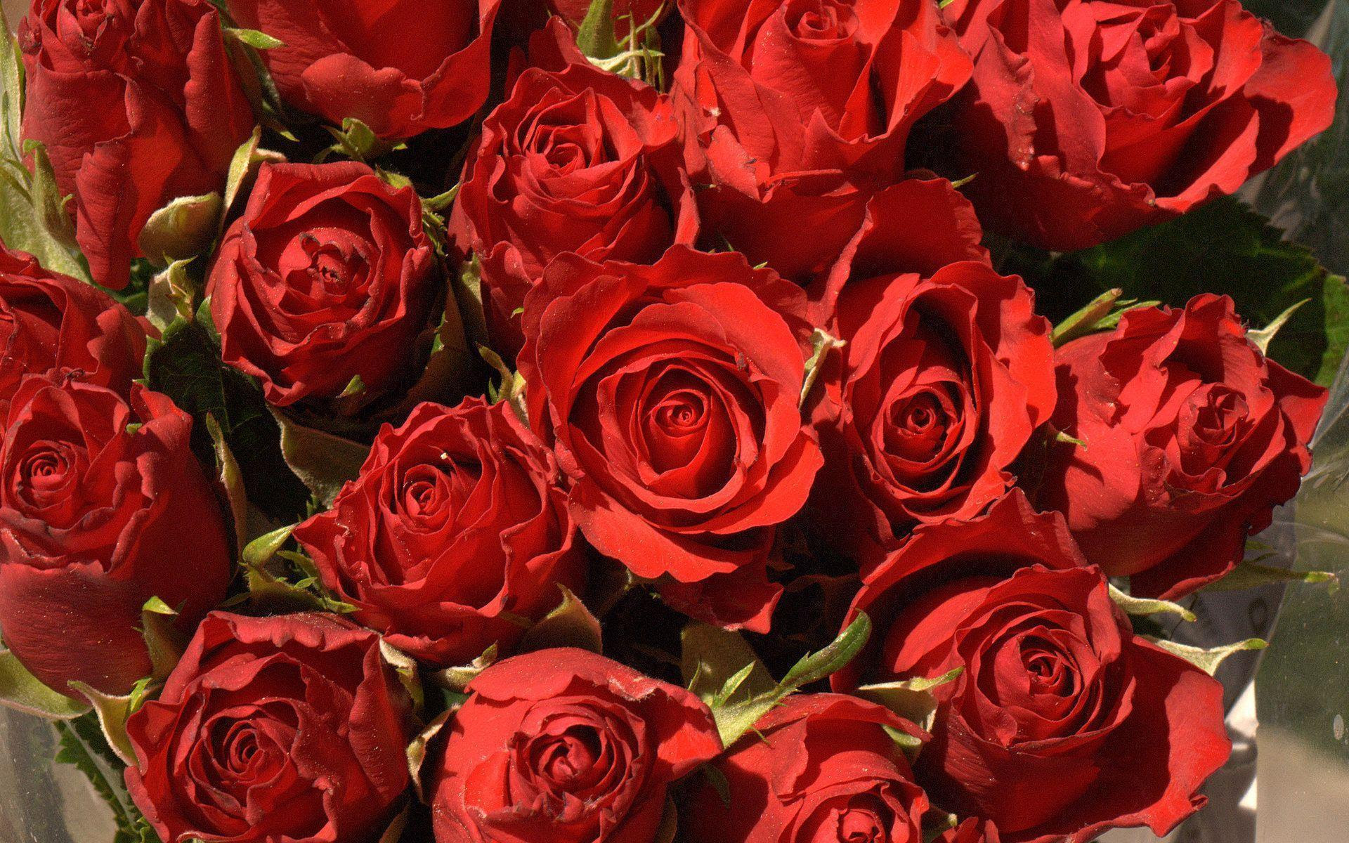 Red Rose Beach Wallpapers / Red Rose Desktop Wallpapers - Wallpaper Cave