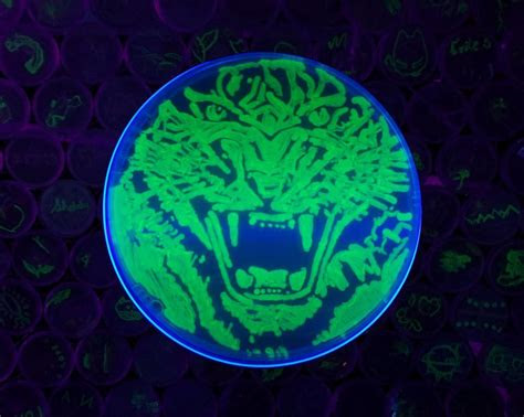 favorite bacteria art submissions  asms petri