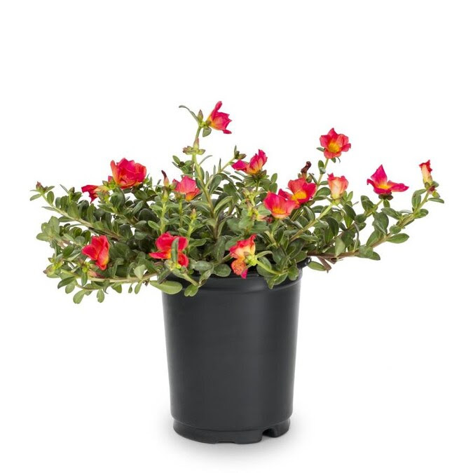 1-Quart Multicolor Purslane in Pot (L6427) in the Annuals ...