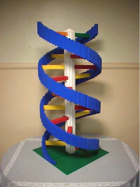 homemade dna models