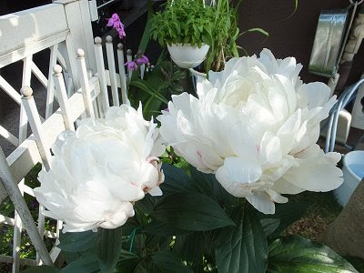 芍薬の育て方と大輪を毎年咲かせる 手入れのコツ