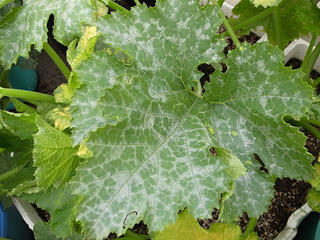 ズッキーニ栽培 うどんこ病発生と対策 暇人主婦の家庭菜園 楽天ブログ