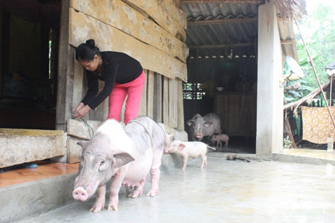 Chị Luận đang chăm sóc ổ lợn nái kịp di tản chưa bị cơn lũ cuốn trôi