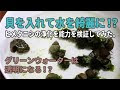 選択した画像 グリーンウ��ーター 透明にする エビ 285404-グリーンウォーター 透明にする エビ