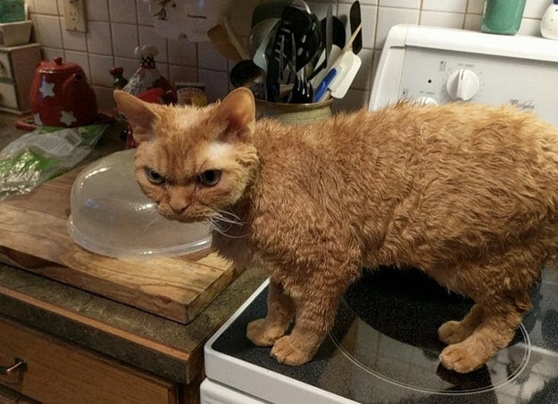"You let your cat climb up on top of the ______?"