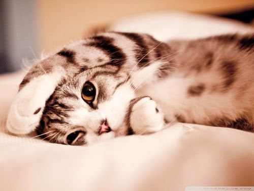 なまけるためにはどんな努力も惜しまない ある意味感心する写真19枚 らばq