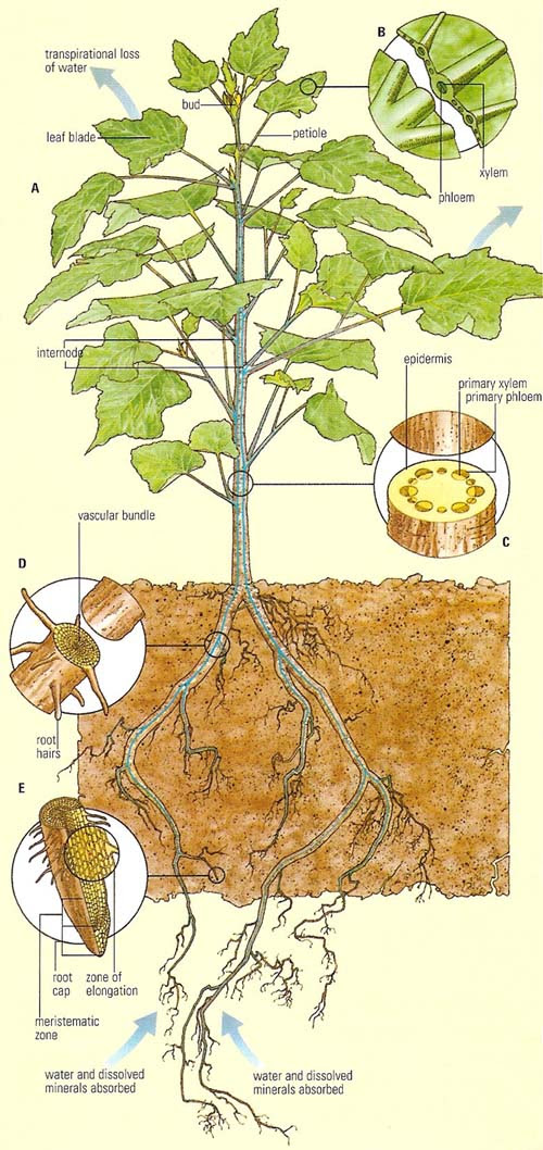 transpiration
