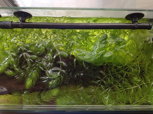 恐ろしく増えすぎてしまったマツモさんを除去 そしてプラ舟へ たわいもない暇人のブログ