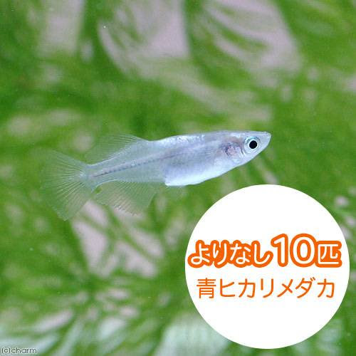 屋外でメダカを気楽に飼う Tactn001のブログ
