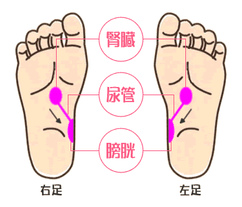 腎臓 血液 きれいにする