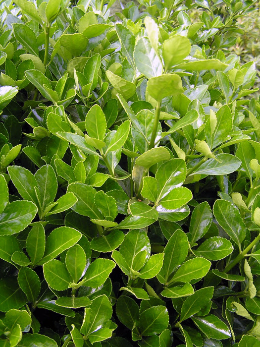 マサキ 植物写真鑑