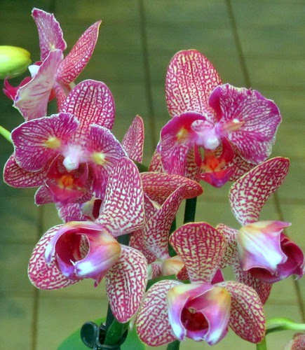 red and white orchids