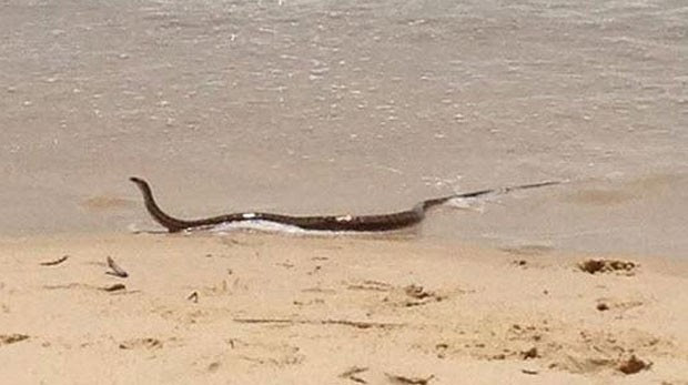 Banhistas ficaram apavorados após cobra venenosa sair do mar na Austrália (Foto: Reprodução/Twitter/Nine Brisbane)