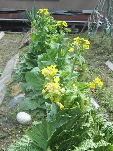 キャベツの花を咲かせよう 壺中山紫庵