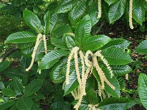 クリ くり 栗 の花言葉 花言葉事典