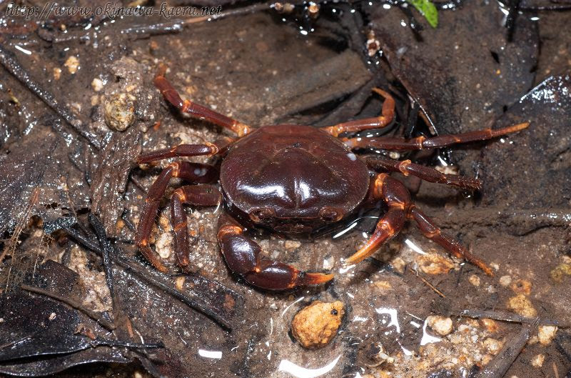 おきなわカエル商会 沖縄の自然 やんばるの森 沖縄の動植物を紹介するサイト