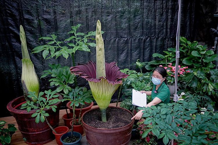 世界首次 国家植物园人工栽培巨魔芋群体开花 千龙网 中国首都网