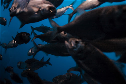 fish9