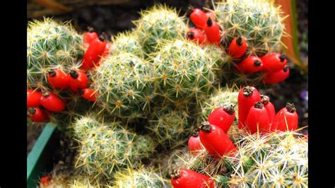 Photo courtesy of american desert. Fruiting Cacti Plants - Tasting & Growing! - YouTube