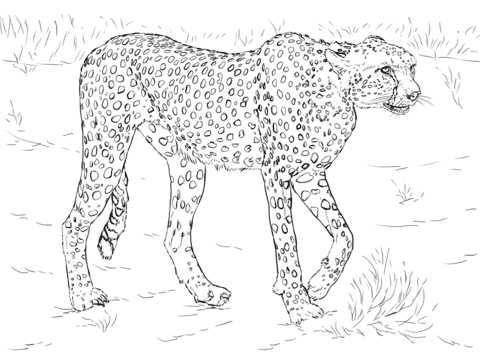 Cheetah coloring page | Free Printable Coloring Pages