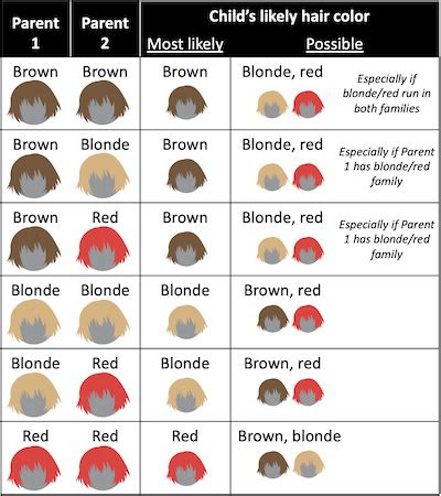 A baby's eye color is . 22 hair color genetics calculator great inspiration