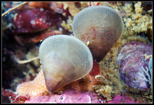 Brachiopod pair