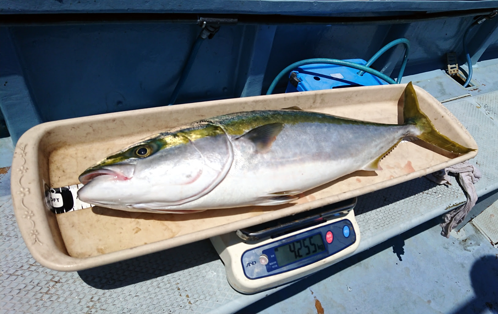 イサキを釣りたい 神経締めてみよう お久しぶりな釣行日記 それいけ 福将丸
