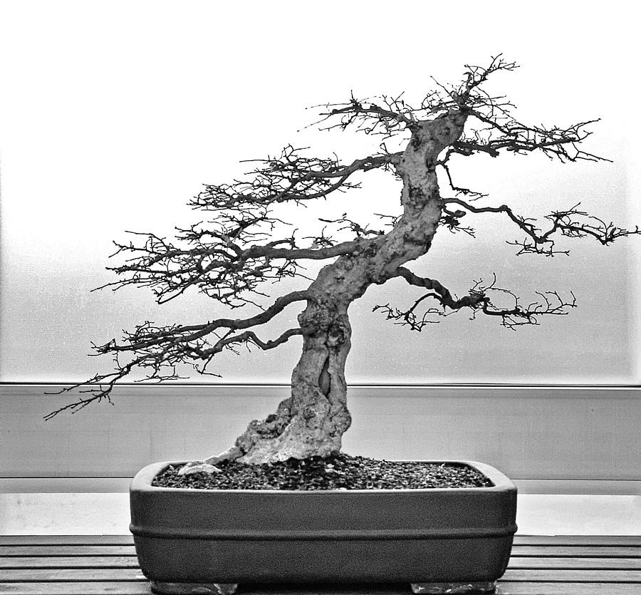 Bonsai Tree Art for Sale