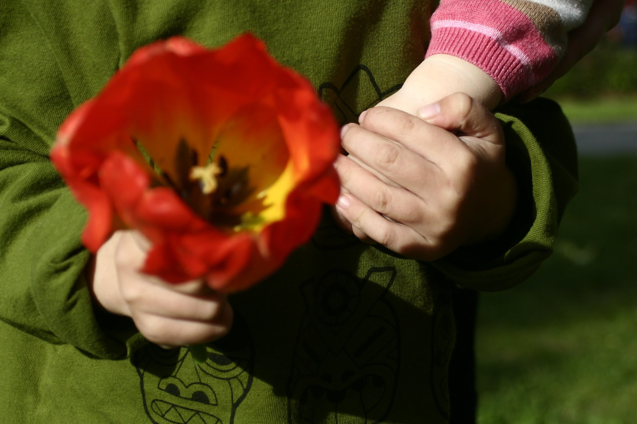 Tulip.