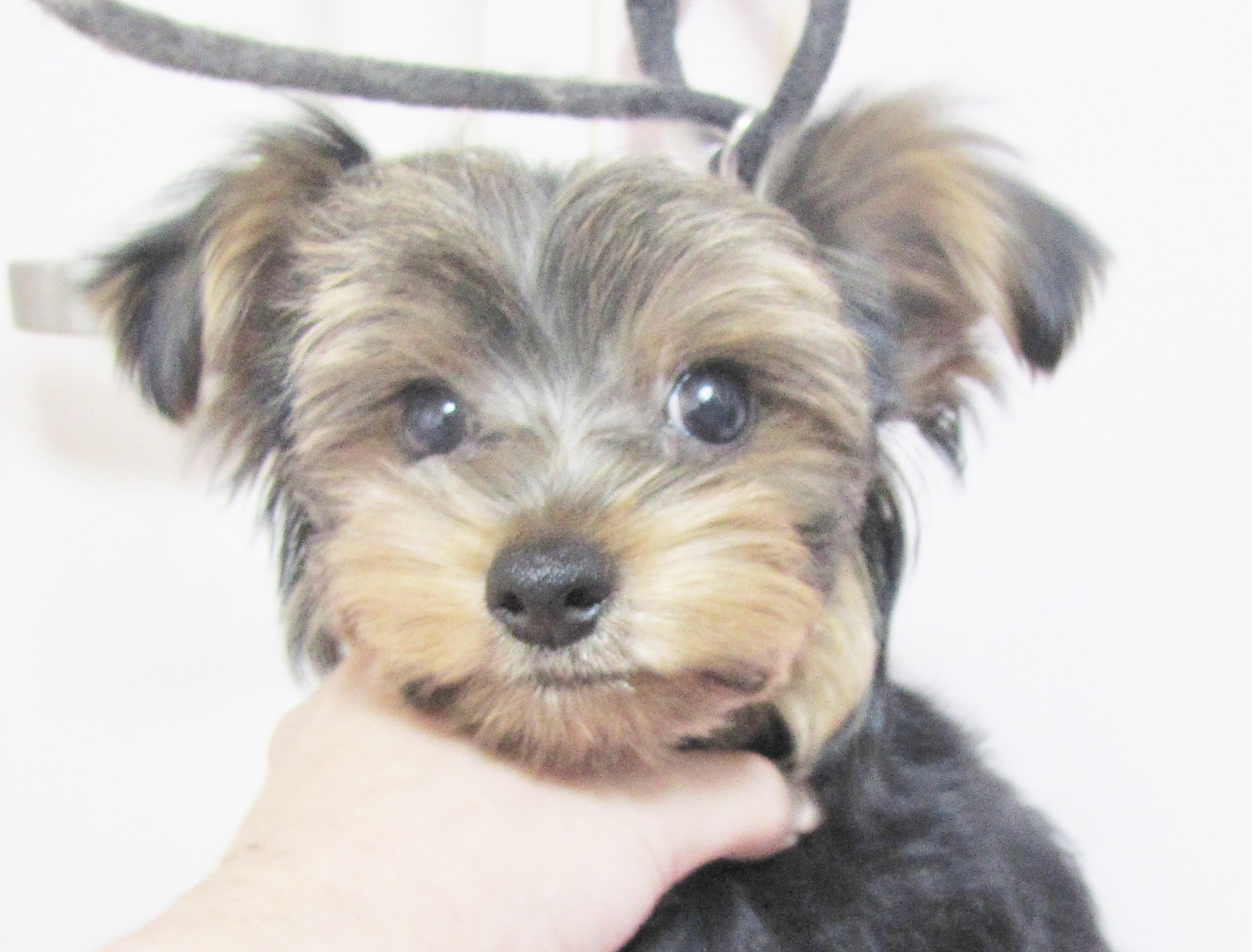 ペットの窓口 ブリーダー直販の子犬販売情報サイト