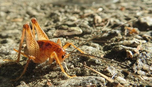 カマドウマとコウロギの違い 違いの豆知識