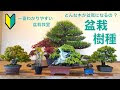 [ベスト] 盆栽 の 種類 182230-盆栽の種類一覧