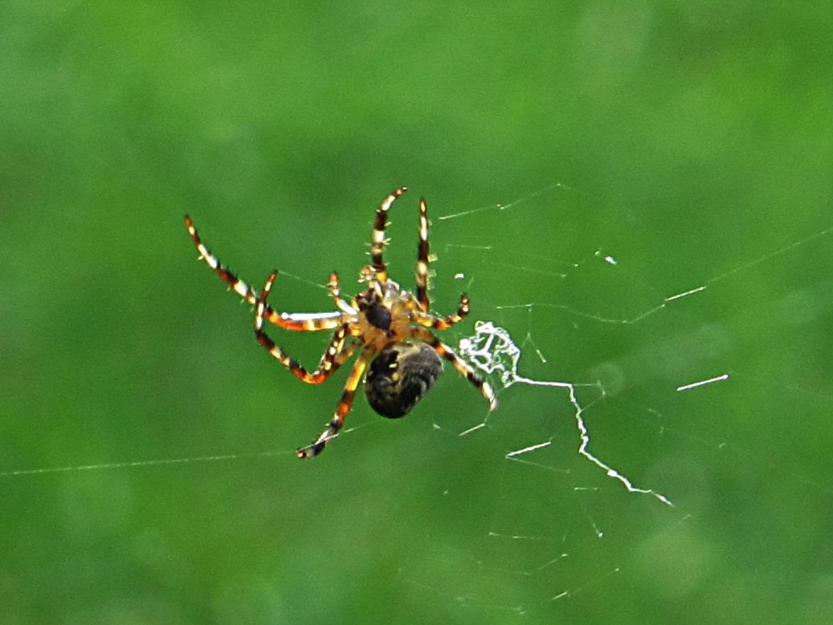 Spider in web photo IMG_9306a_zps2f17bd28.jpg
