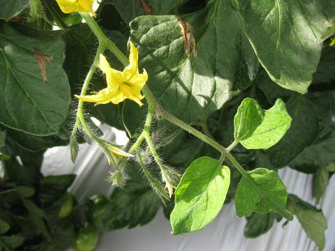 ベランダ菜園 トマトの葉で分かる肥料の状態