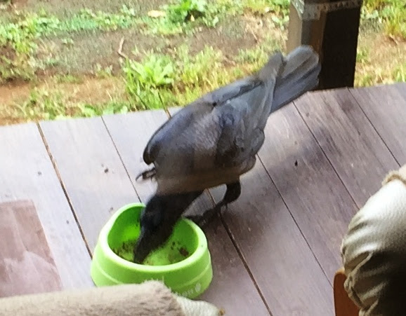 カラス 猫の餌を食べる むじな庵