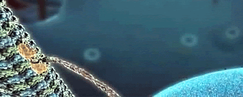 Cells Biology Animated Gifs at Best Animations