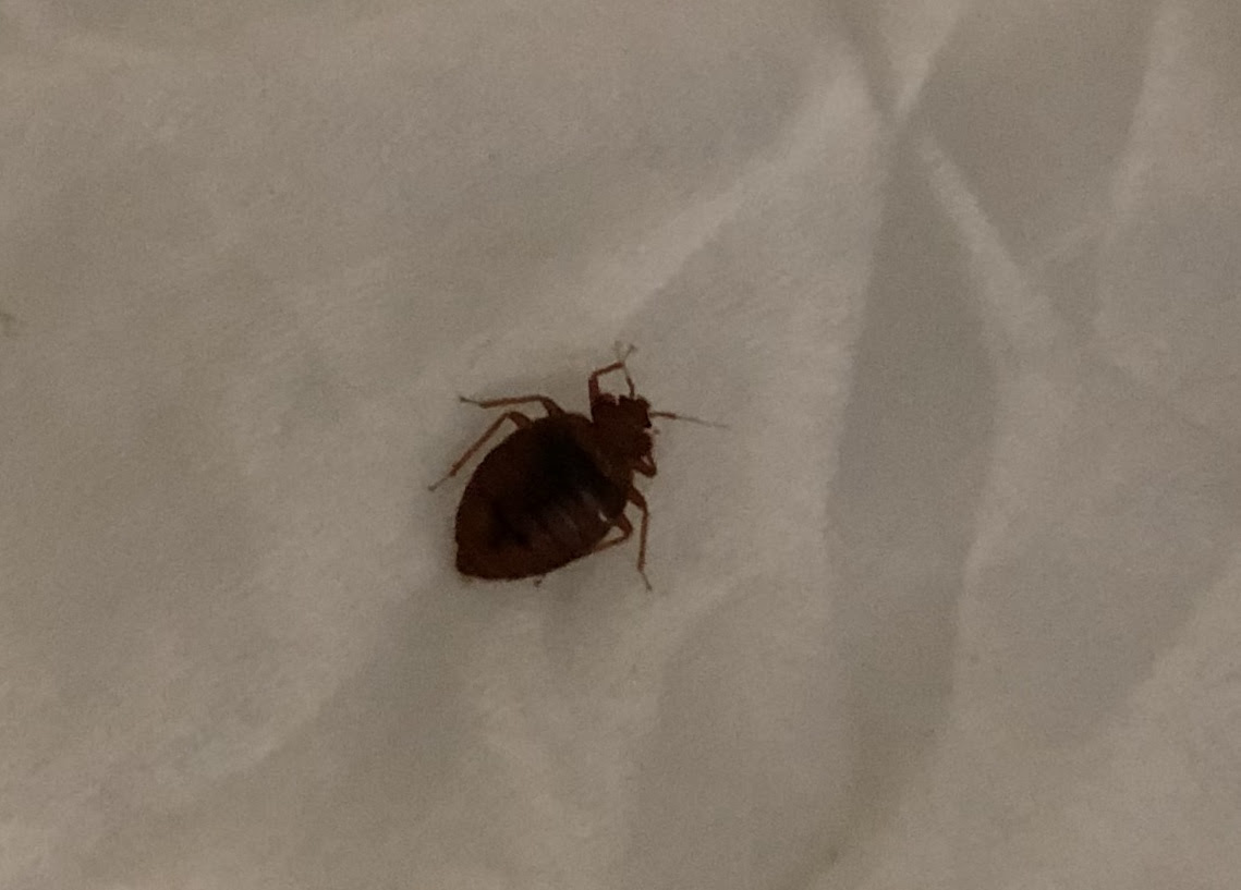 bed bug report
