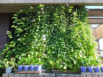 朝顔 風船かずら パッションフルーツの緑のカーテン14