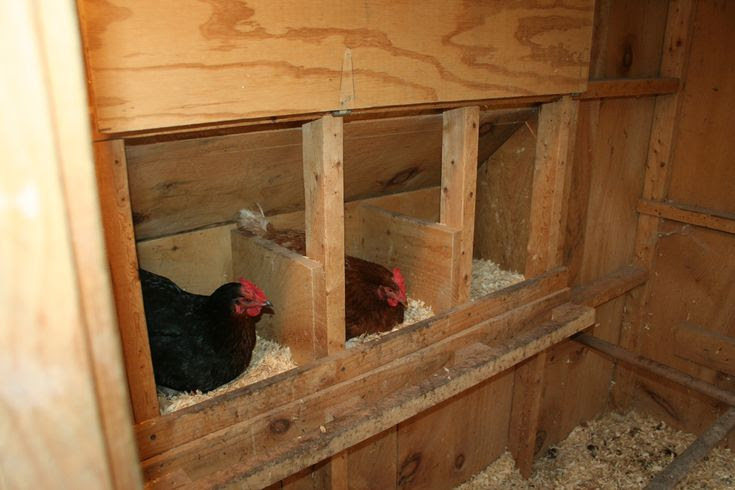 My chicken coop interior nest boxes | Chicken Coop Ideas ...