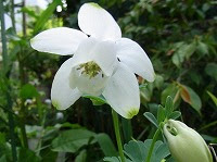 ５月６日の誕生花 オダマキ 苧環 の花言葉 必ず手に入れる ユニークでカラフルなセイヨウオダマキ 西洋苧環 の 愚か な 勝利の誓い 弥生おばさんのガーデニングノート 花と緑の365日 楽天ブログ
