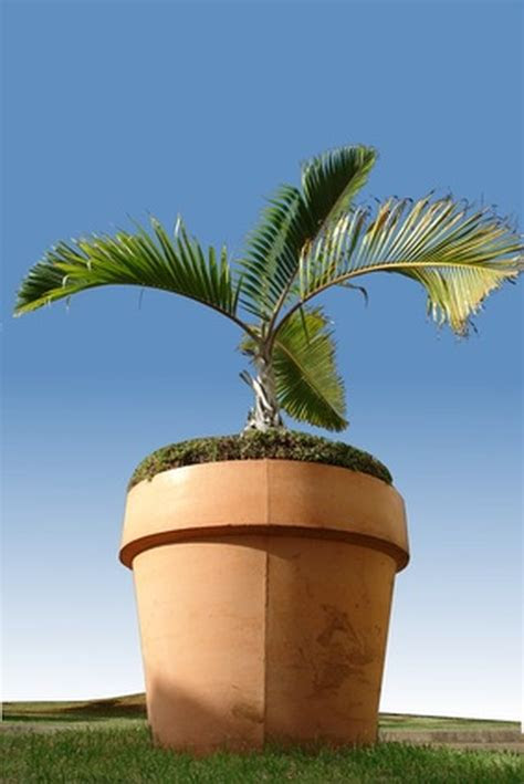 trim indoor palm trees hunker