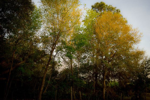 Sunset Light