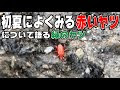 [無料ダウンロード！ √] ��い 小さな 虫 285646-コンク���ート 赤い 小さな 虫