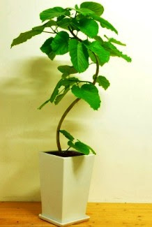 フィカス ウンベラータの育て方 自然と暮らす 観葉植物