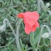 Pale poppy