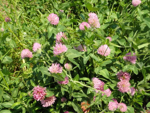 四つ葉のものはあるのだろうか ムラサキツメクサ アカツメクサ 紫詰草 赤詰草 マメ科 Trifolium Pratense L 17 5 13 富江町 土取 分布 ヨーロッパ原産の外来種 花の時期 ５ ８月 花の長さ 1 5センチ ヨーロッパ原産のマメ科の草花 日本