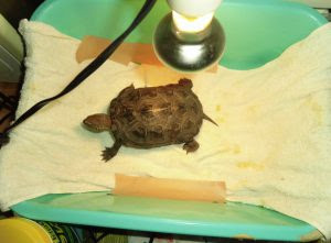 カメの水カビに消毒液 その使い方を解説 わんにゃんうぇぶ ペットと一緒に暮らせる住まいが もっと身近になるように 住まいをよく知る不動産広告会社が所沢から発信