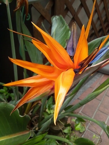 ストレチア 極楽鳥花 黄色が南国をイメージ 花 東京の街かどの花