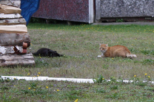 Cats at the Woodpile - 26