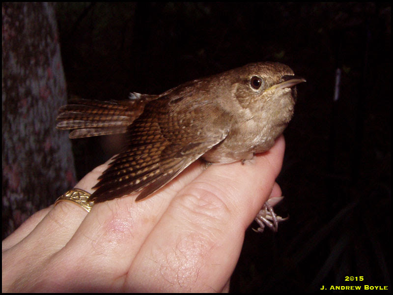 House Wren